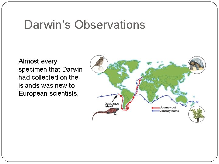 Darwin’s Observations Almost every specimen that Darwin had collected on the islands was new