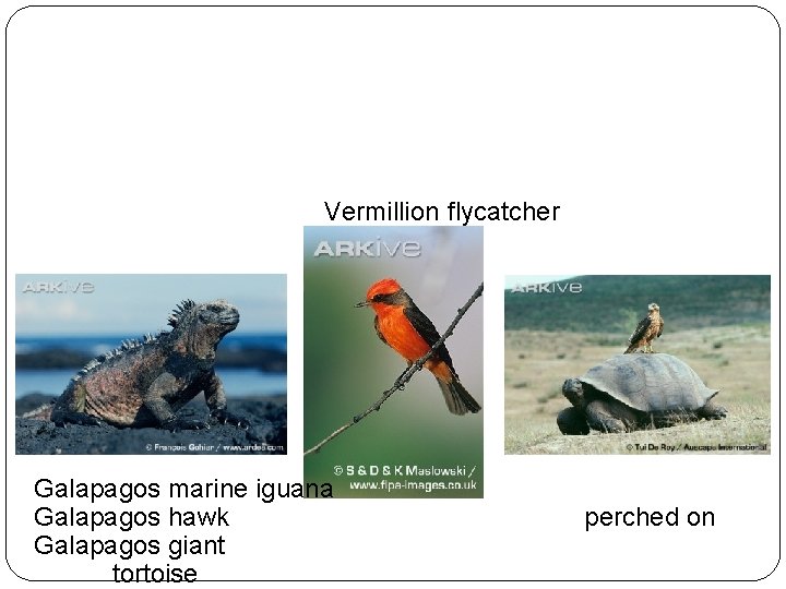 Variety is the spice of life Vermillion flycatcher Galapagos marine iguana Vermillion flycatcher Galapagos