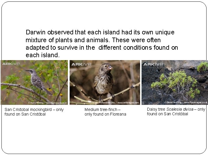 Darwin observed that each island had its own unique mixture of plants and animals.