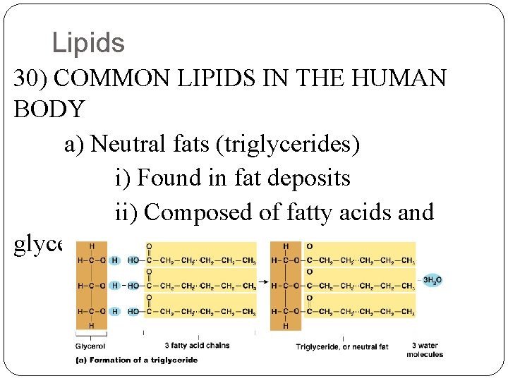 Lipids 30) COMMON LIPIDS IN THE HUMAN BODY a) Neutral fats (triglycerides) i) Found