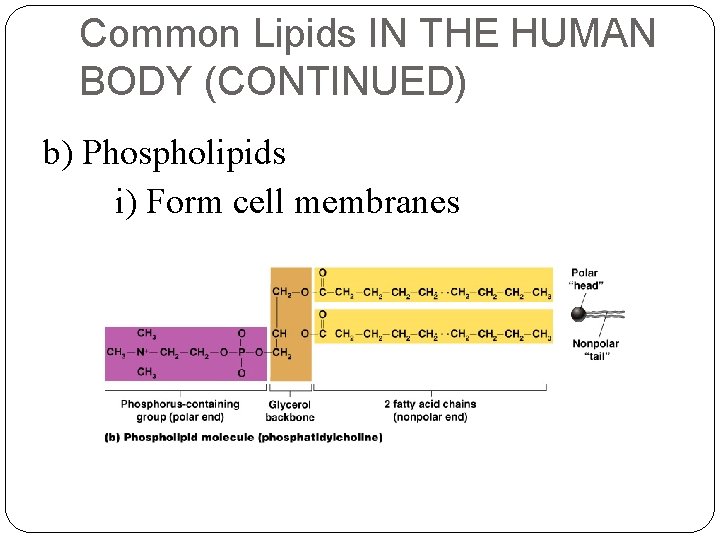 Common Lipids IN THE HUMAN BODY (CONTINUED) b) Phospholipids i) Form cell membranes 