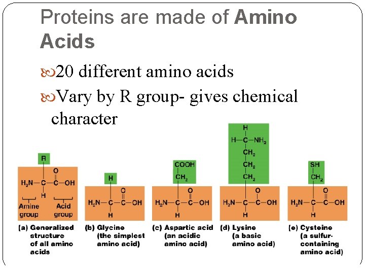 Proteins are made of Amino Acids 20 different amino acids Vary by R group-