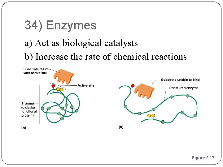 34) Enzymes a) Act as biological catalysts b) Increase the rate of chemical reactions