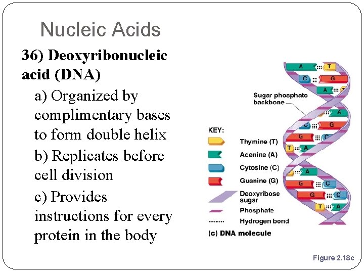 Nucleic Acids 36) Deoxyribonucleic acid (DNA) a) Organized by complimentary bases to form double