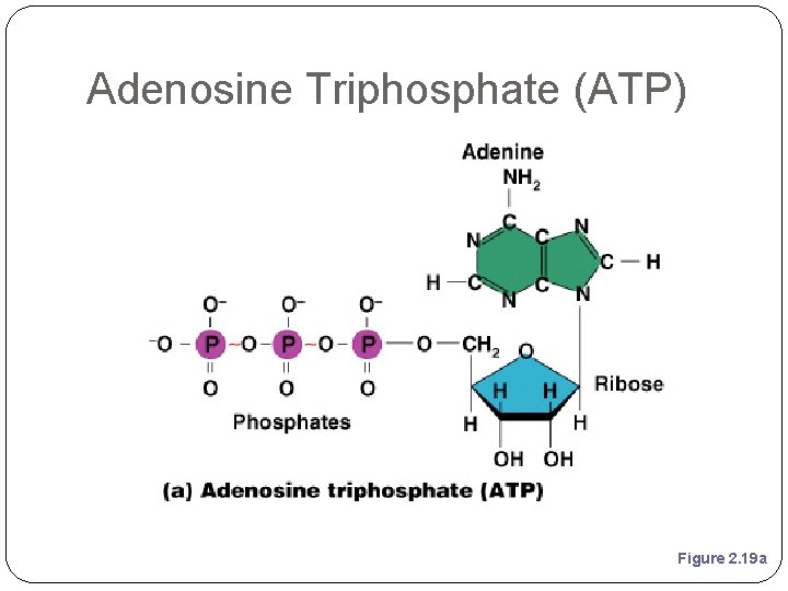 Adenosine Triphosphate (ATP) Figure 2. 19 a 