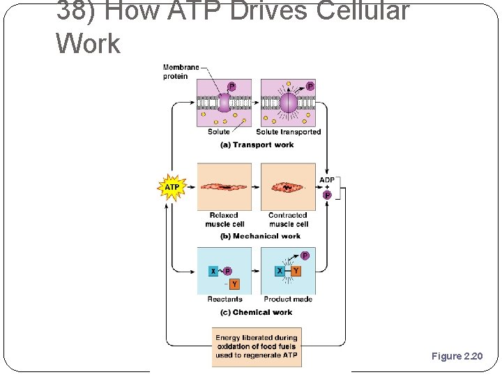 38) How ATP Drives Cellular Work Figure 2. 20 