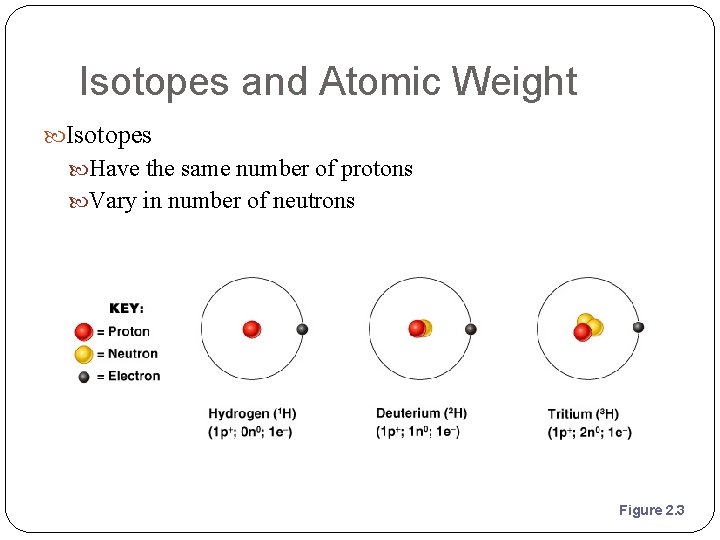 Isotopes and Atomic Weight Isotopes Have the same number of protons Vary in number