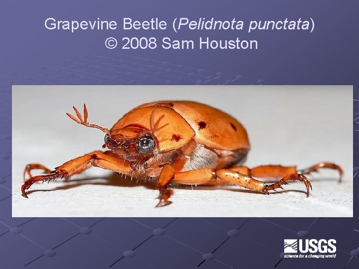 Grapevine Beetle (Pelidnota punctata) © 2008 Sam Houston 