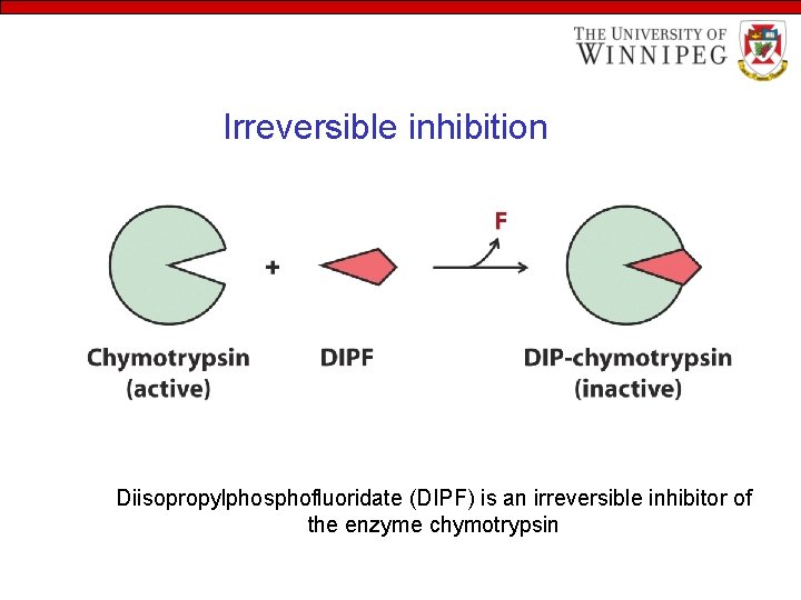 Irreversible inhibition Diisopropylphosphofluoridate (DIPF) is an irreversible inhibitor of the enzyme chymotrypsin 