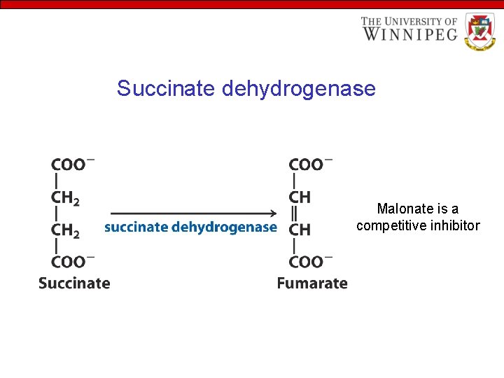 Succinate dehydrogenase Malonate is a competitive inhibitor 