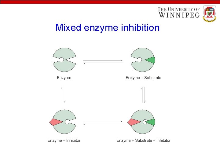 Mixed enzyme inhibition 