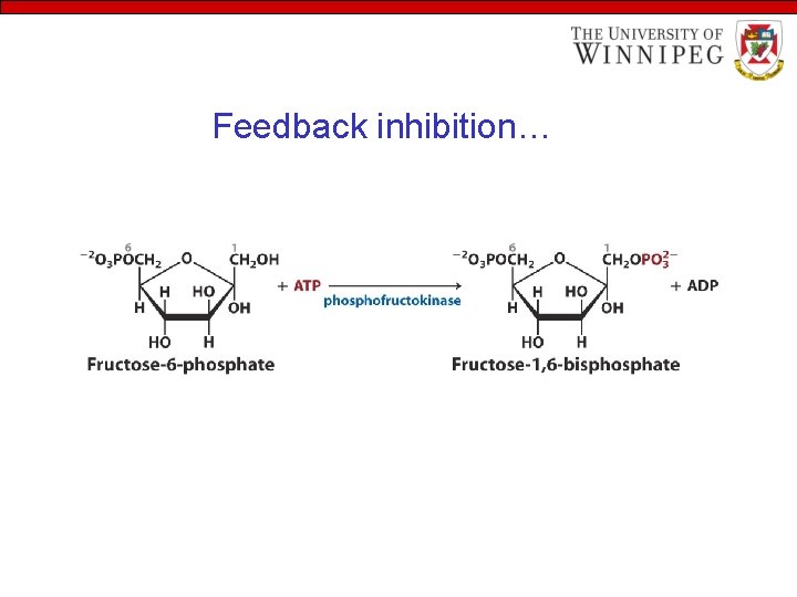 Feedback inhibition… 