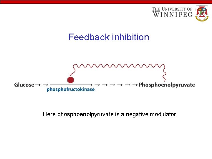 Feedback inhibition Here phosphoenolpyruvate is a negative modulator 