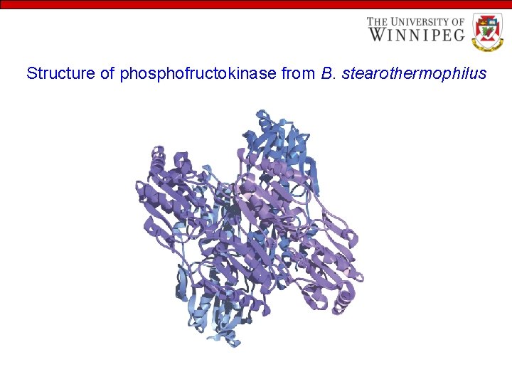 Structure of phosphofructokinase from B. stearothermophilus 