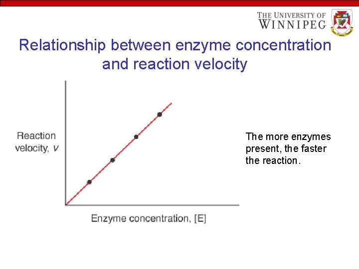 Relationship between enzyme concentration and reaction velocity The more enzymes present, the faster the