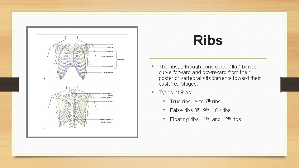 Ribs • The ribs, although considered “flat” bones, curve forward and downward from their