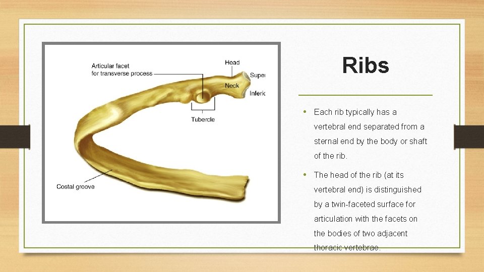 Ribs • Each rib typically has a vertebral end separated from a sternal end