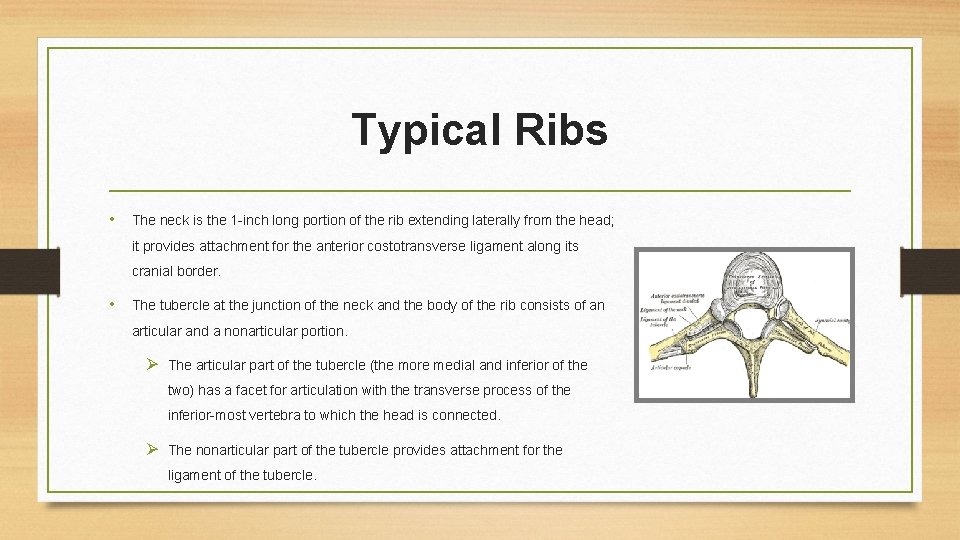 Typical Ribs • The neck is the 1 -inch long portion of the rib