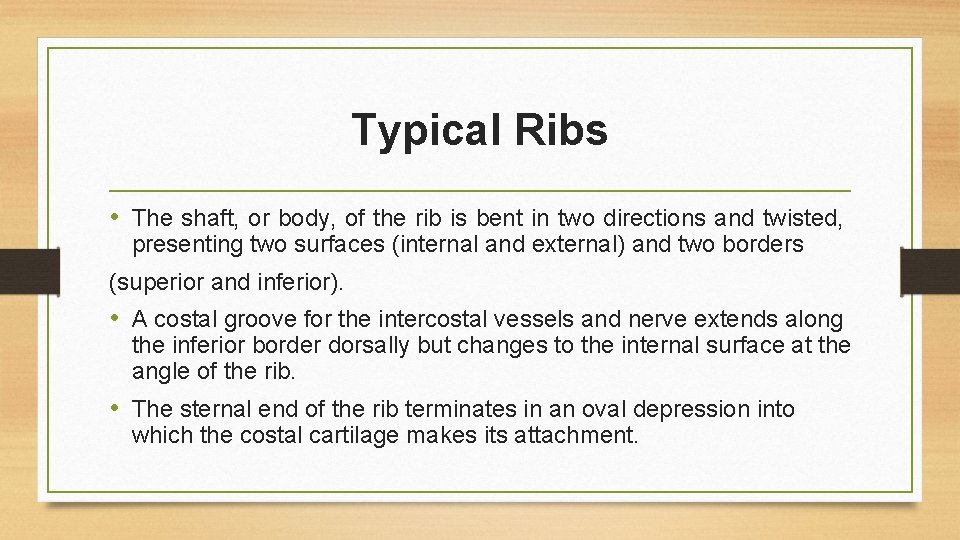 Typical Ribs • The shaft, or body, of the rib is bent in two