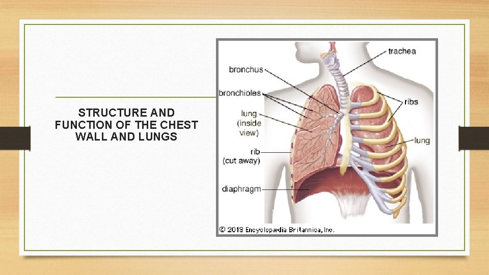 STRUCTURE AND FUNCTION OF THE CHEST WALL AND LUNGS 