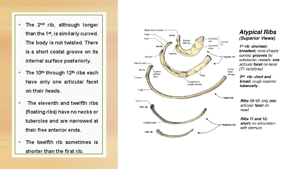  • The 2 nd rib, although longer than the 1 st, is similarly