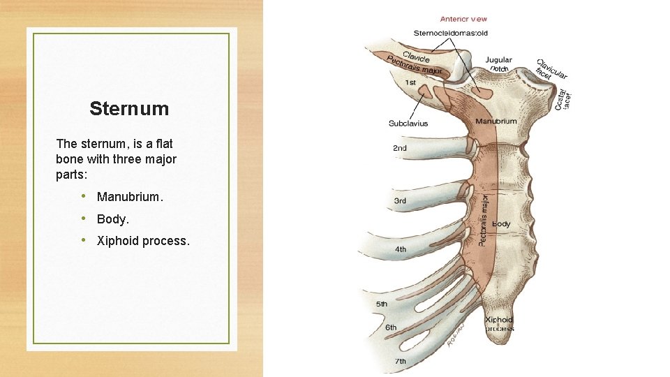 Sternum The sternum, is a flat bone with three major parts: • Manubrium. •