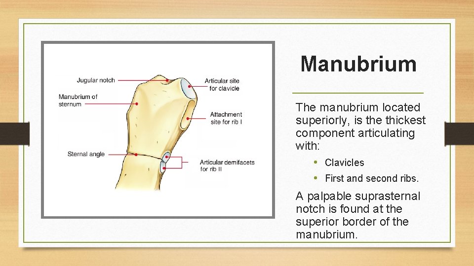 Manubrium The manubrium located superiorly, is the thickest component articulating with: • Clavicles •