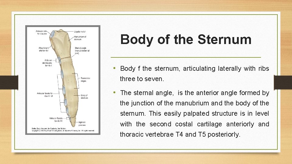 Body of the Sternum • Body f the sternum, articulating laterally with ribs three