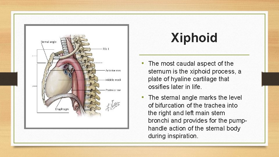 Xiphoid • The most caudal aspect of the sternum is the xiphoid process, a