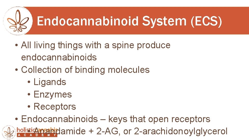 Endocannabinoid System (ECS) • All living things with a spine produce endocannabinoids • Collection