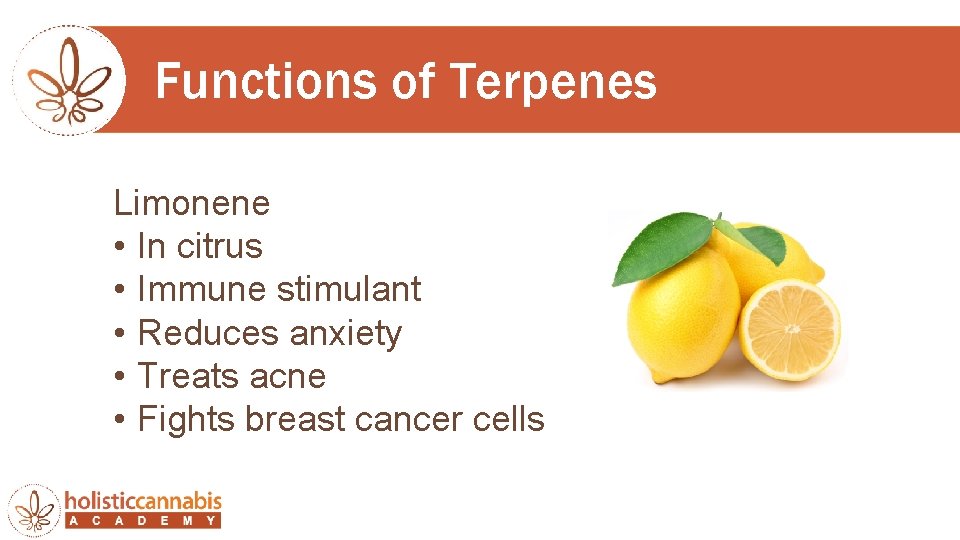 Functions of Terpenes Limonene • In citrus • Immune stimulant • Reduces anxiety •