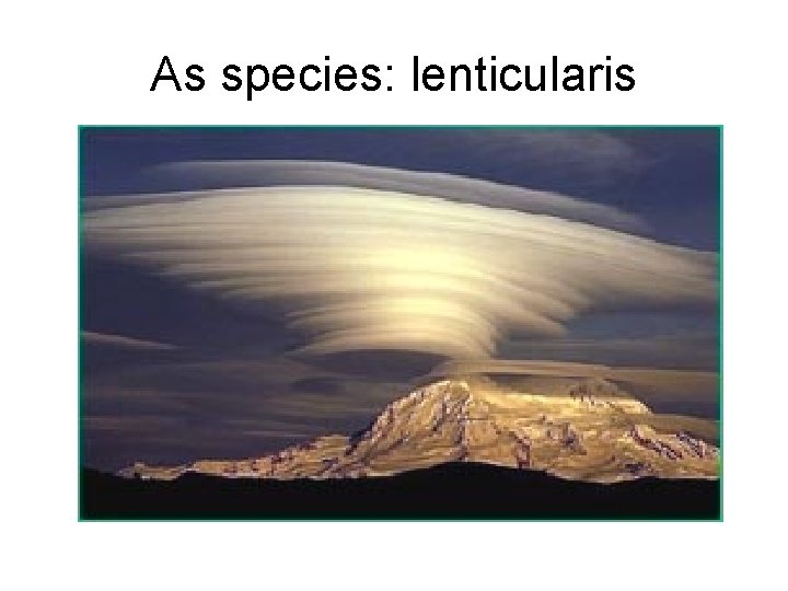 As species: lenticularis 