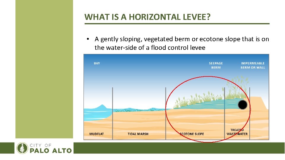 WHAT IS A HORIZONTAL LEVEE? • A gently sloping, vegetated berm or ecotone slope