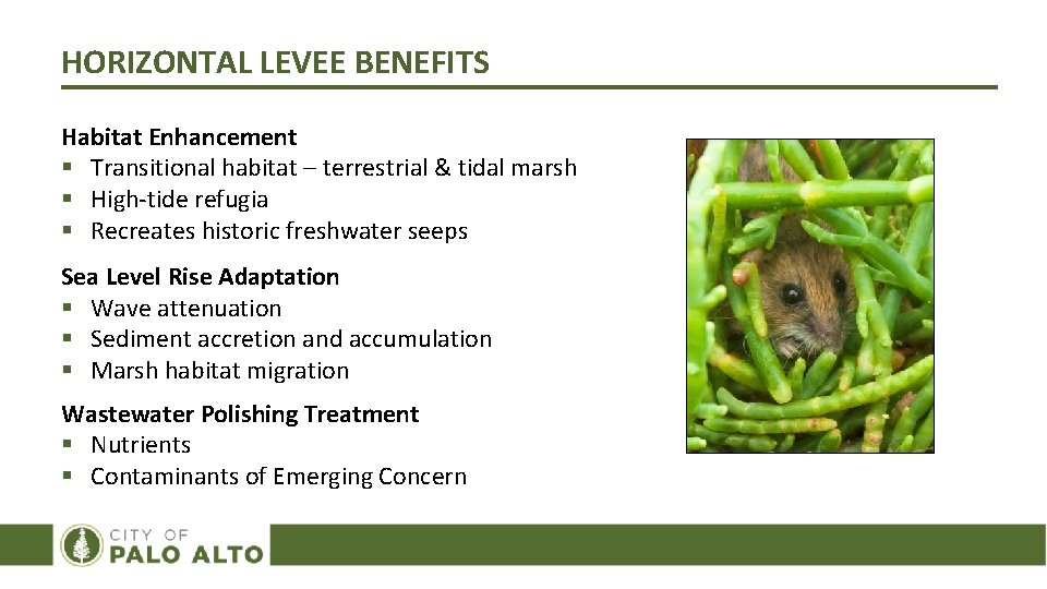 HORIZONTAL LEVEE BENEFITS Habitat Enhancement § Transitional habitat – terrestrial & tidal marsh §