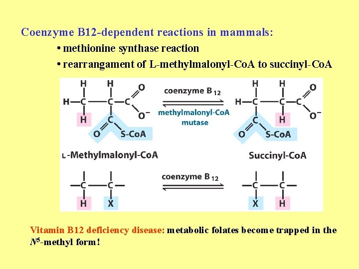 Coenzyme B 12 -dependent reactions in mammals: • methionine synthase reaction • rearrangament of