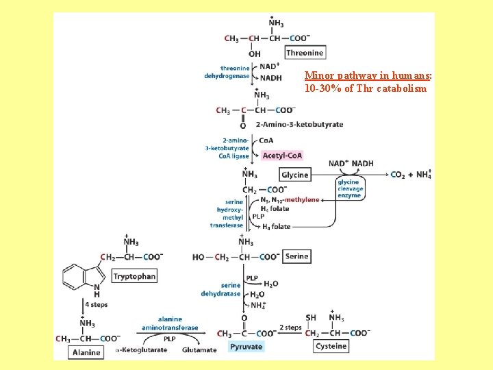 Minor pathway in humans: 10 -30% of Thr catabolism 