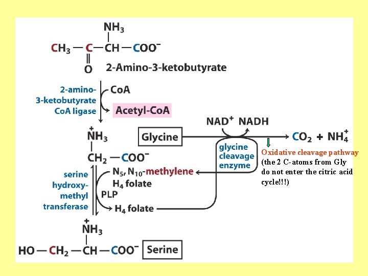 Oxidative cleavage pathway (the 2 C-atoms from Gly do not enter the citric acid