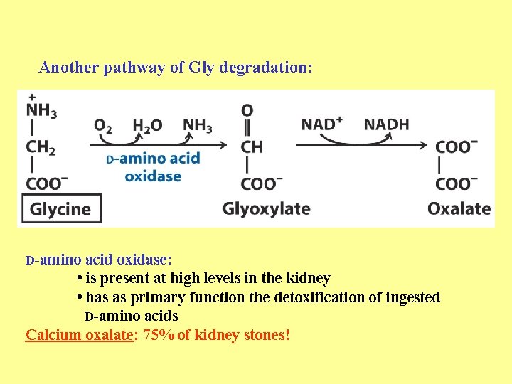 Another pathway of Gly degradation: D-amino acid oxidase: • is present at high levels