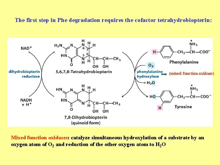 The first step in Phe degradation requires the cofactor tetrahydrobiopterin: (mixed function oxidase) Mixed