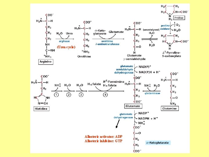 (Urea cycle) Allosteric activator: ADP Allosteric inhibitor: GTP 