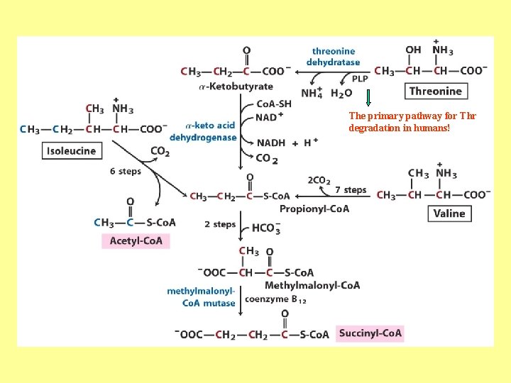 The primary pathway for Thr degradation in humans! 