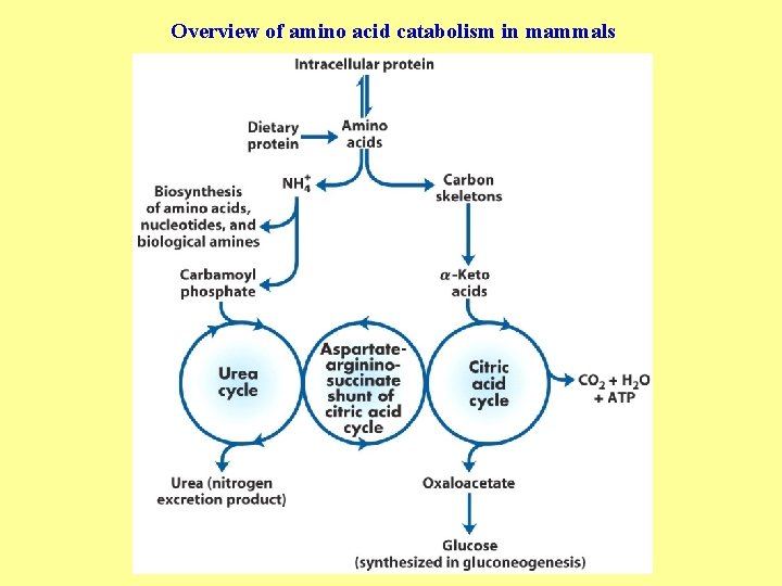 Overview of amino acid catabolism in mammals 