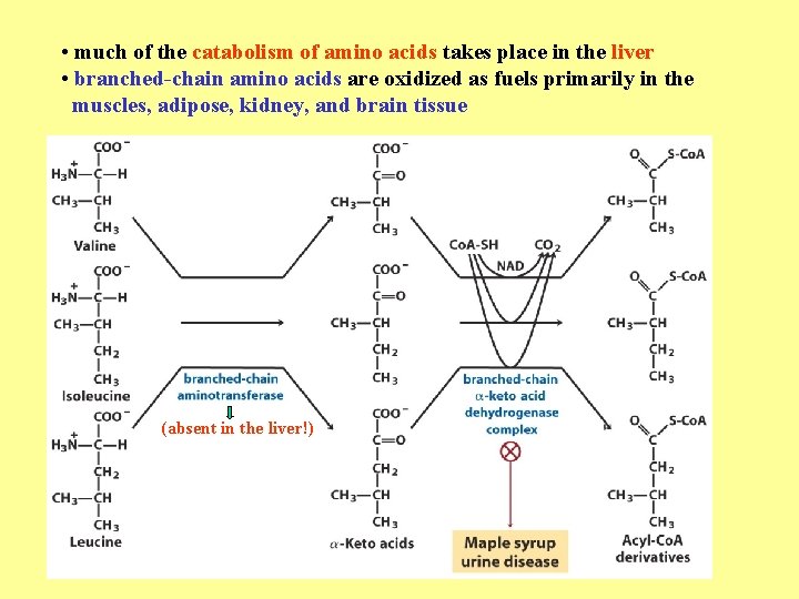  • much of the catabolism of amino acids takes place in the liver