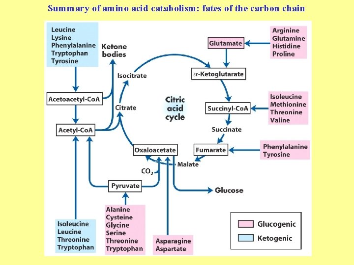 Summary of amino acid catabolism: fates of the carbon chain 