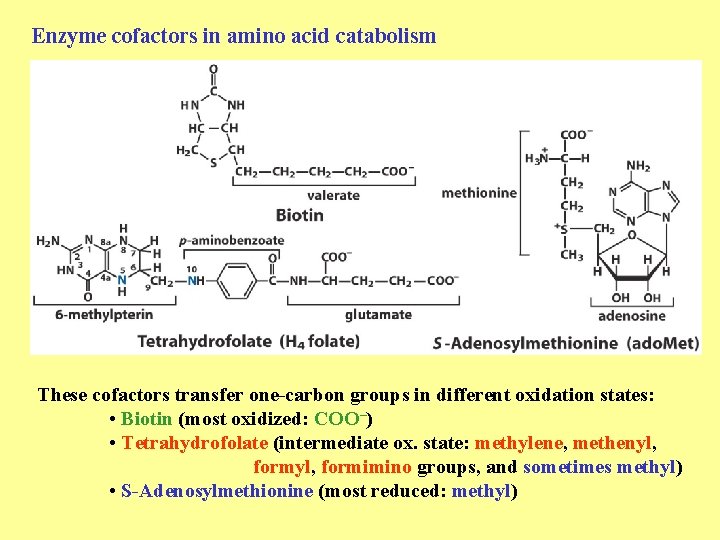 Enzyme cofactors in amino acid catabolism These cofactors transfer one-carbon groups in different oxidation