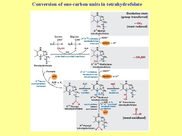 Conversion of one-carbon units in tetrahydrofolate 