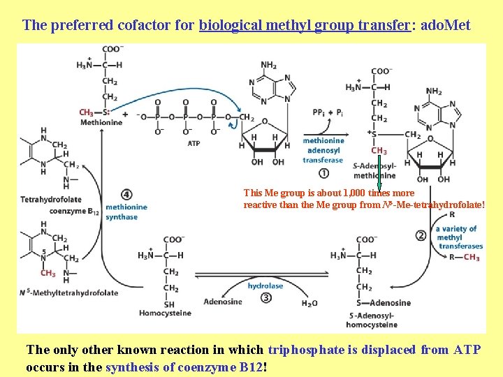 The preferred cofactor for biological methyl group transfer: ado. Met This Me group is