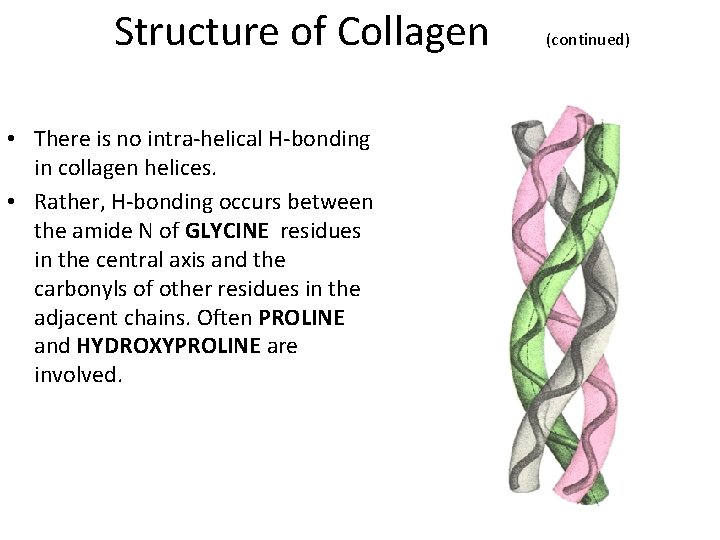 Structure of Collagen • There is no intra-helical H-bonding in collagen helices. • Rather,