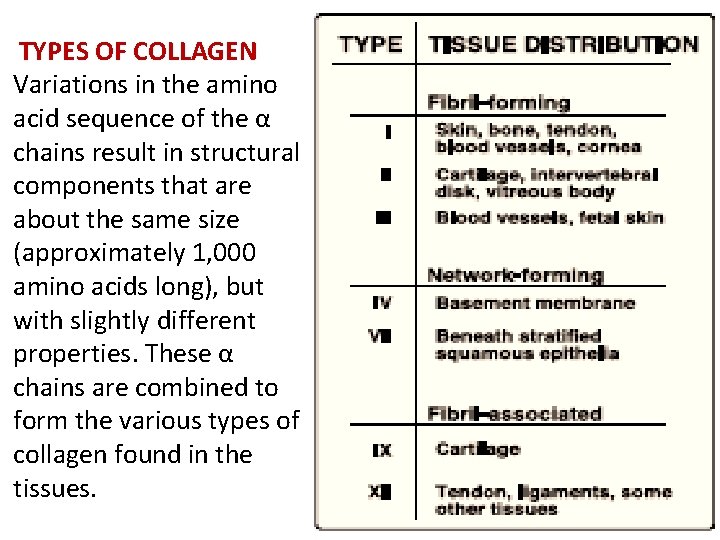 TYPES OF COLLAGEN Variations in the amino acid sequence of the α chains result