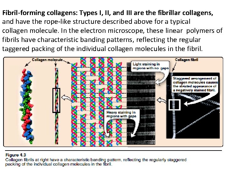 Fibril-forming collagens: Types I, II, and III are the fibrillar collagens, and have the
